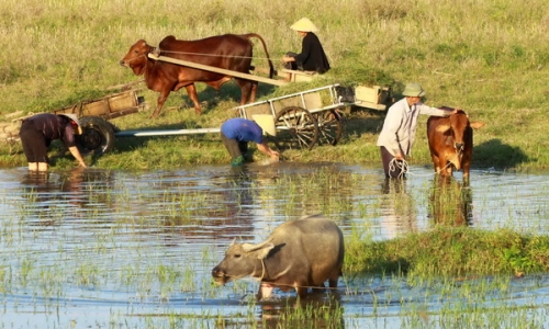 Về thăm Nghệ An - Những miền quê “tốt đời đẹp đạo”